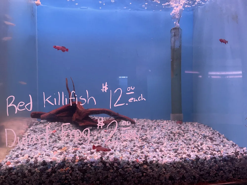Colorful freshwater fish photographed in a store tank